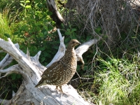 Ptarmigan